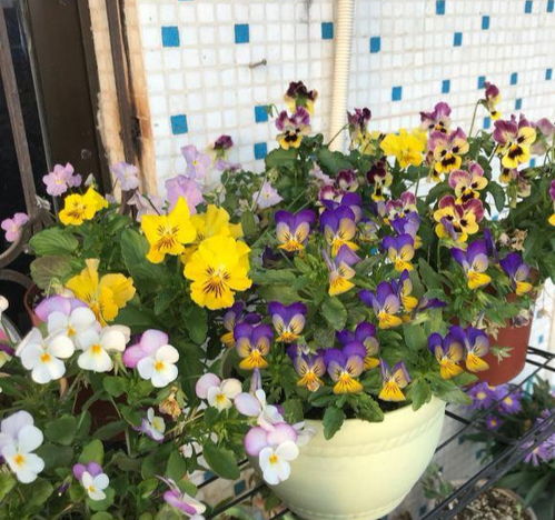 第一种：迎春花