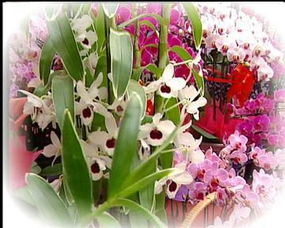 北方冬季如何给花保暖？室内温度适宜吗