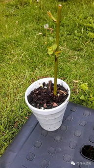 蔷薇种植需要几年时间才嫩开花呢？