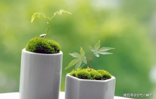 易拉罐花卉盆栽怎么做？如何让废弃易拉罐焕发绿意