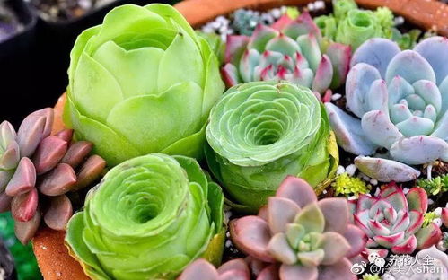 多肉植物叶插方法详解，新手也能轻松学会