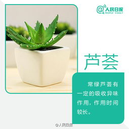 大叶绿萝浇水时应该注意什么才能保证植物健康生长