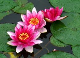 睡莲的奇妙夜生活