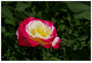 月季花也有名字？躲躲藏藏月季