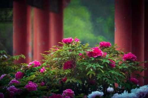 月季种植：春季的温暖呼唤