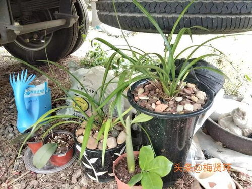 夏季适合给玉树换盆吗？有没有什么注意事项