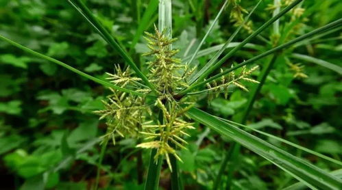 草甘膦喷施后 杂草死亡时间