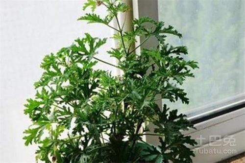 如何根据食蚊草养殖全攻略，科学有效地养护食蚊草