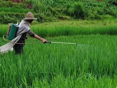 农药种类也重要