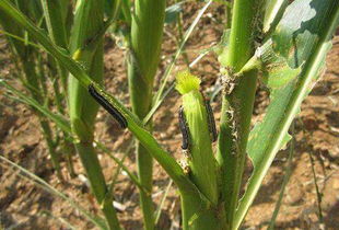 虫子来了怎么办