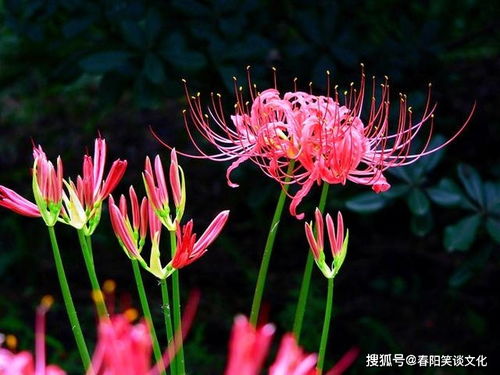 曼陀罗花果实饱满如心