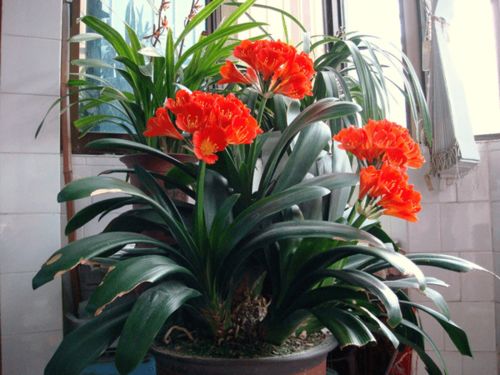 君子兰：冬天的贵族