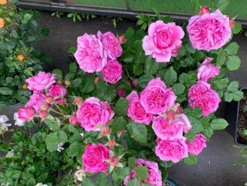 品种介绍：法国的浪漫