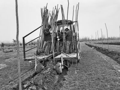 种树大神的“铁疙瘩”