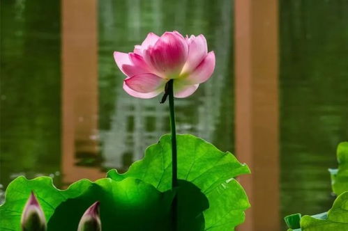 1、催芽：将荷花种子摩擦后浸泡在清水中，每天换水一次。