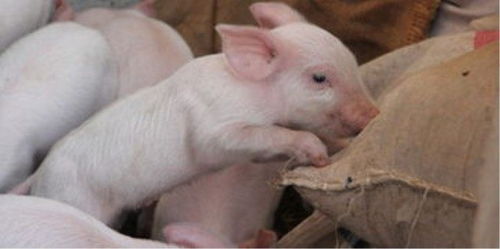 中草药助母猪产后康复，八病一扫光