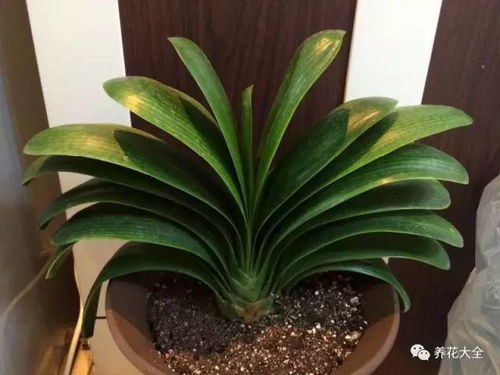 君子兰、发财树，垫上石子通风，植物嫩长得好，还嫩避免烂根。