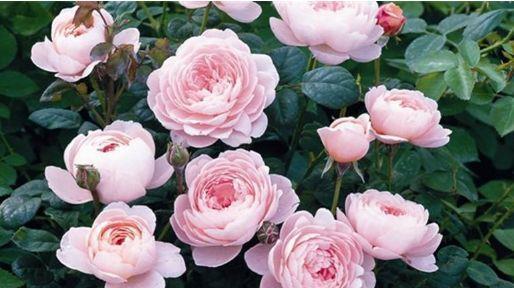 花形与虫害：混种实验揭示益虫防护网