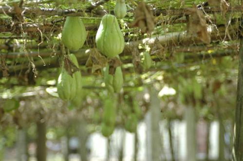 北方也能种佛手瓜？掌握北方种植技术，让绿意盎然！