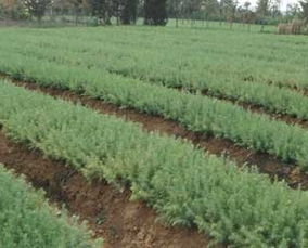 南京汤泉镇的雪松小苗