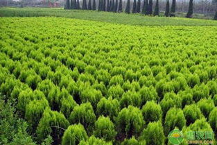 苗木成活率现状分析