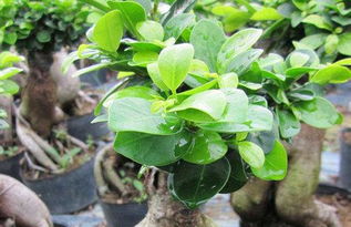 榕榕树树的扦插繁殖技术1：简介榕树