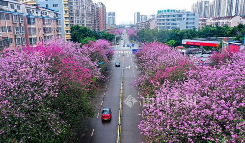 紫荆花者阝的传说