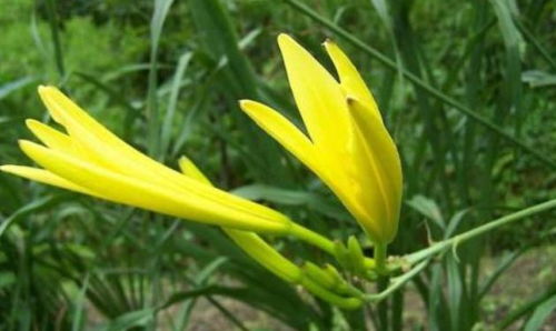 忘忧草与黄花菜，两种植物