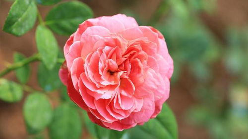 月季生长受影响的因素