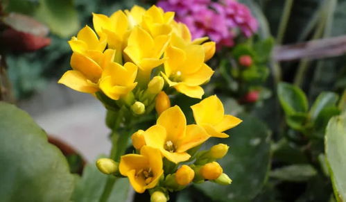 长寿花品种大揭秘：花海中的五彩斑斓