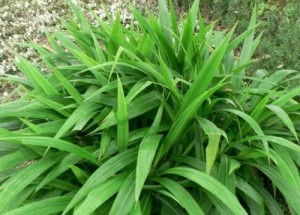 狗尾巴草是一种常见的禾本科植物，其特征为细长叶片和细长的穗状花序
