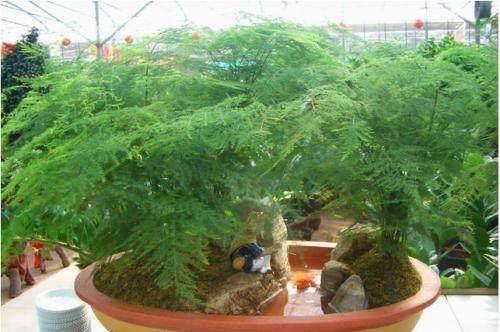 文竹盆栽如何浇水？保持土壤湿润是关键吗