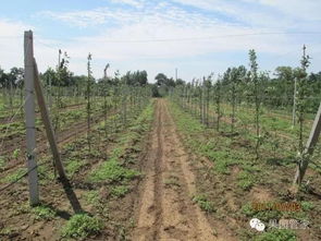 北方山地牧草种植的注意事项