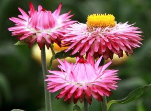 万寿菊：傲骨凌寒的象征