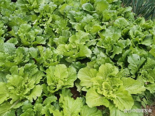 土方法防治白菜虫害