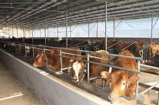 高效仔猪保育，打造绿色养殖新模式