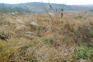 养护期（持续至霜降）