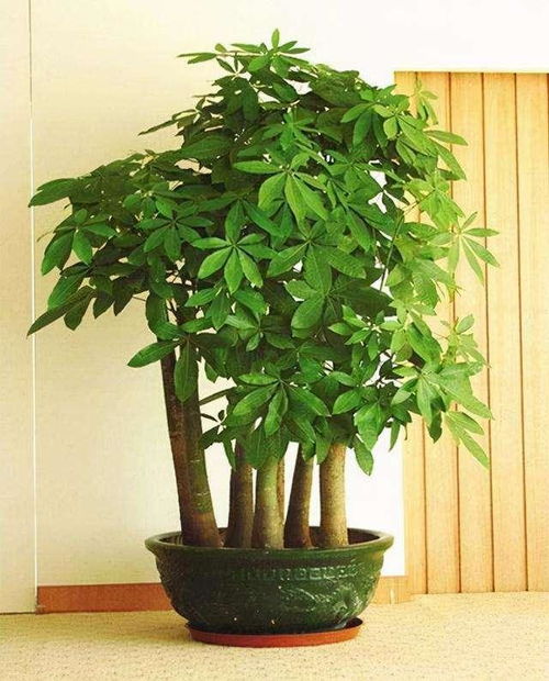 发财树喜干不喜湿，喷水需谨慎
