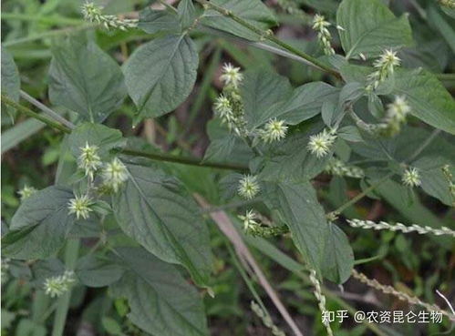 粗毛牛膝菊：耐旱抗病
