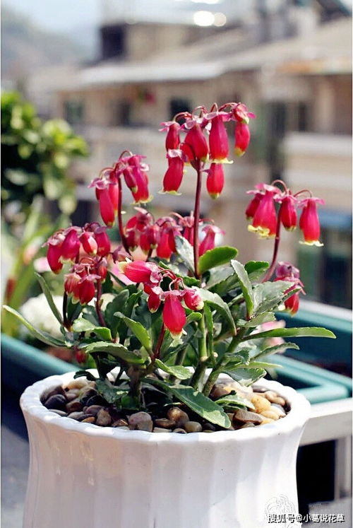 新手种植者的福音