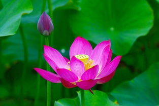 水的滋养，荷花的生命之源