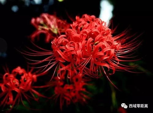 曼陀罗华，绝望爱情的核心