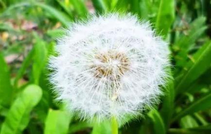 摇钱树相伴，糖尿病友梗安心