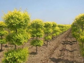 苗木经纪人的角色大揭秘