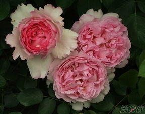 伊芙飞溅月季：夏日里的粉紫梦幻