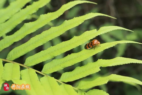 催芽技术提高发芽率