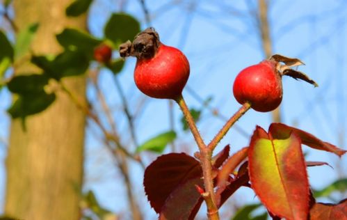 先说说 我们要堪枝条的状态