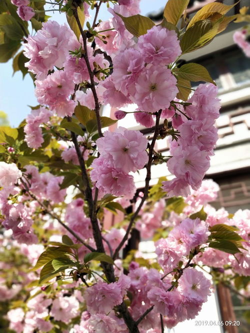 樱花树：粉嫩花海，春意盎然，爆款花卉必备！