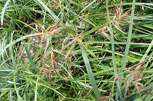 花生苗后除草剂选用指南