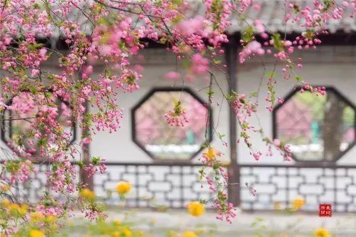 山茶花，象征坚强与永恒